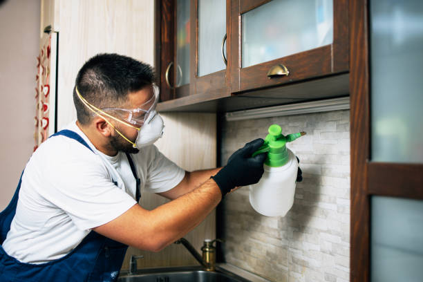 Wasp Removal Services in Wesleyville, PA