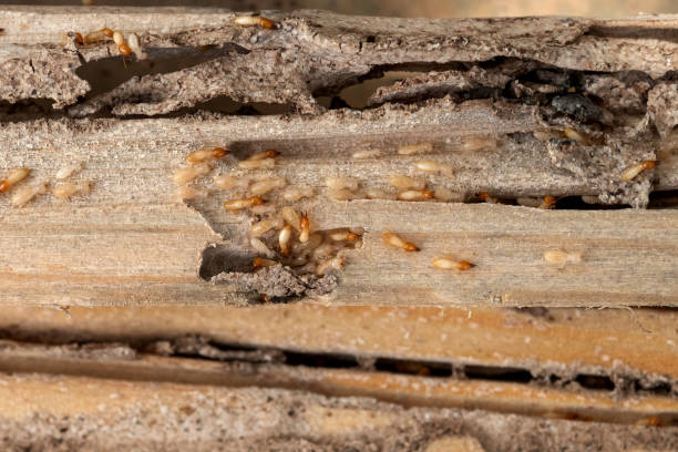 Best Best Pest Control Companies  in Wesleyville, PA