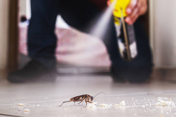 Best Spider Control Near Me  in Wesleyville, PA